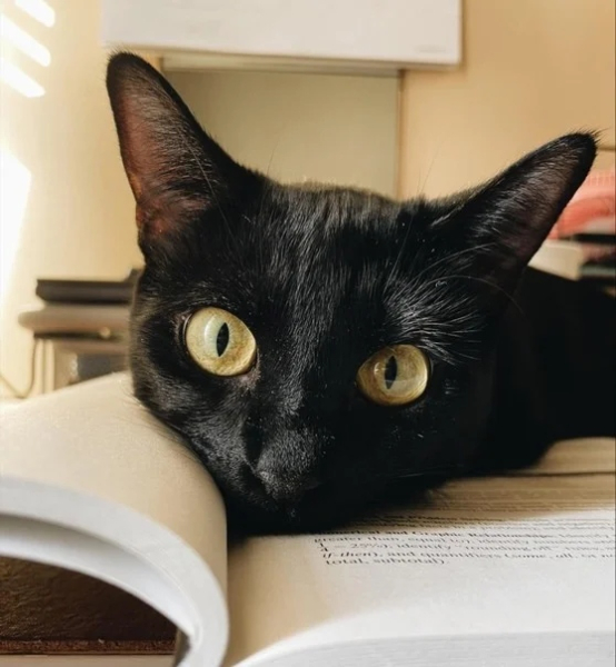 Минута отдыха Коты — настоящие загадки природы и самые странные создания на планете Животные Минута отдыха Коты — настоящие загадки природы и самые странные создания на планете Животные