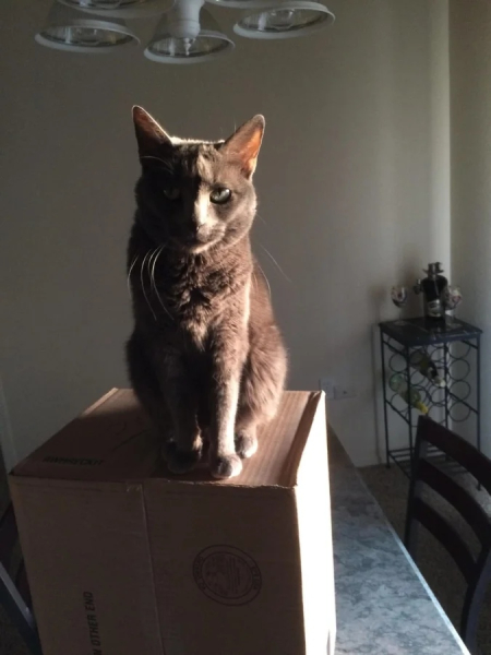 Минута отдыха Чем занимаются котики, когда на них находит вдохновение Животные Минута отдыха Чем занимаются котики, когда на них находит вдохновение Животные