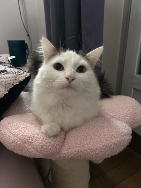 Минута отдыха Чем занимаются котики, когда на них находит вдохновение Животные Минута отдыха Чем занимаются котики, когда на них находит вдохновение Животные