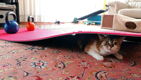 Минута отдыха Коты — настоящие загадки природы и самые странные создания на планете Животные Минута отдыха Коты — настоящие загадки природы и самые странные создания на планете Животные