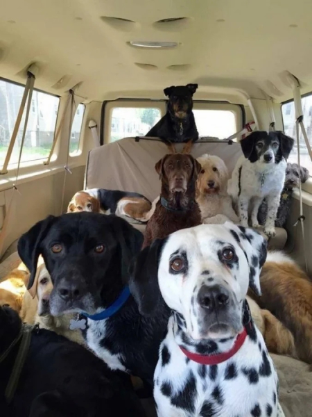 Минута отдыха Пёсели и их друзья в летнем путешествии мечты на автомобиле Животные Минута отдыха Пёсели и их друзья в летнем путешествии мечты на автомобиле Животные