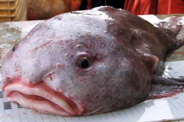 Минута отдыха Рыба-капля: морской обитатель с лицом грустного старика Интересное 