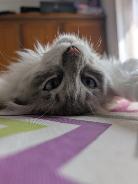 Минута отдыха Чем занимаются котики, когда на них находит вдохновение Животные Минута отдыха Чем занимаются котики, когда на них находит вдохновение Животные