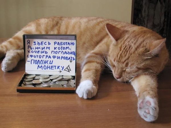 Минута отдыха Снимки котиков-сотрудников, освоивших разнообразные профессии Животные 