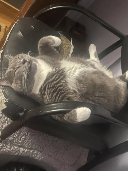 Минута отдыха Эти коты точно знают, как правильно распорядиться своим временем Животные Минута отдыха Эти коты точно знают, как правильно распорядиться своим временем Животные