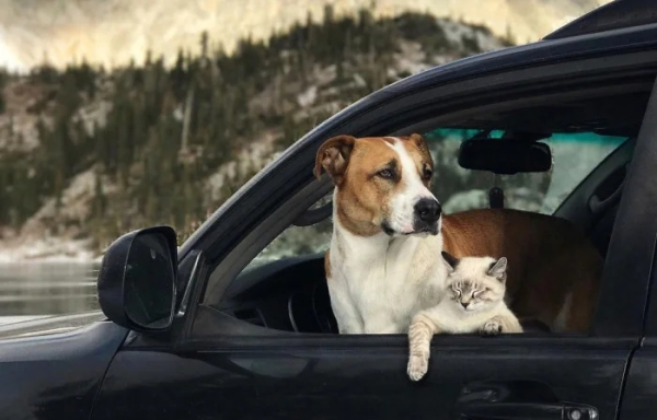 Минута отдыха Пёсели и их друзья в летнем путешествии мечты на автомобиле Животные Минута отдыха Пёсели и их друзья в летнем путешествии мечты на автомобиле Животные