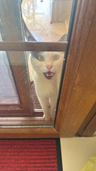 Минута отдыха Эти коты точно знают, как правильно распорядиться своим временем Животные Минута отдыха Эти коты точно знают, как правильно распорядиться своим временем Животные