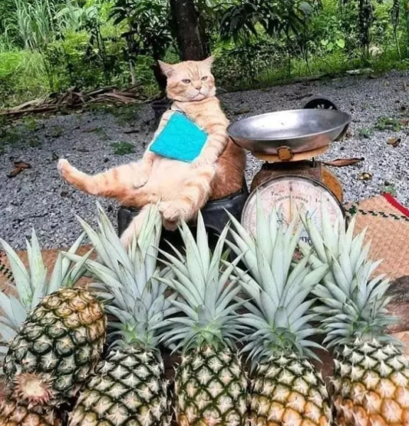 Минута отдыха Снимки котиков-сотрудников, освоивших разнообразные профессии Животные 