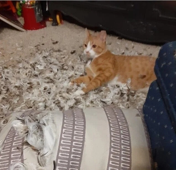 Минута отдыха Кошачьи хулиганы и случаи, когда терпение хозяев на грани Животные 