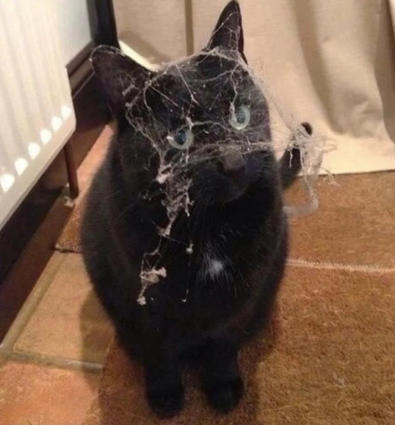 Минута отдыха Кошачьи хулиганы и случаи, когда терпение хозяев на грани Животные 