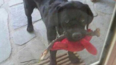 Минута отдыха Артистизм питомцев, которые умоляют дать им вернуться домой Животные 