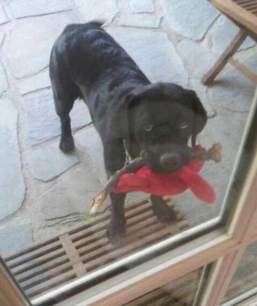 Минута отдыха Артистизм питомцев, которые умоляют дать им вернуться домой Животные 