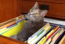 Минута отдыха Снимки котиков-сотрудников, освоивших разнообразные профессии Животные 