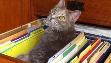 Минута отдыха Снимки котиков-сотрудников, освоивших разнообразные профессии Животные 