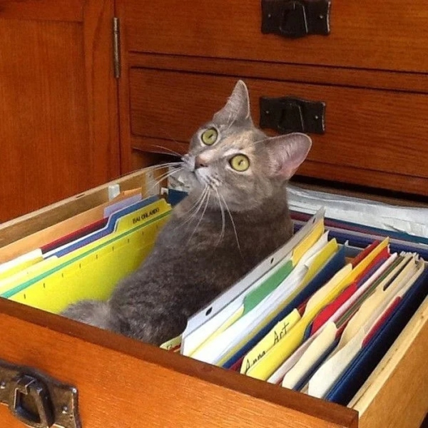 Минута отдыха Снимки котиков-сотрудников, освоивших разнообразные профессии Животные 