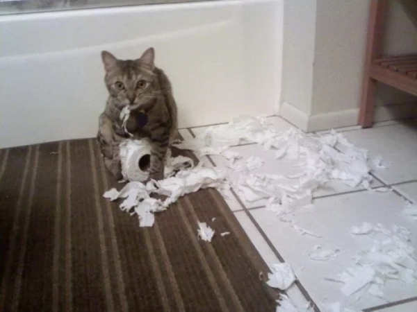 Минута отдыха Кошачьи хулиганы и случаи, когда терпение хозяев на грани Животные 