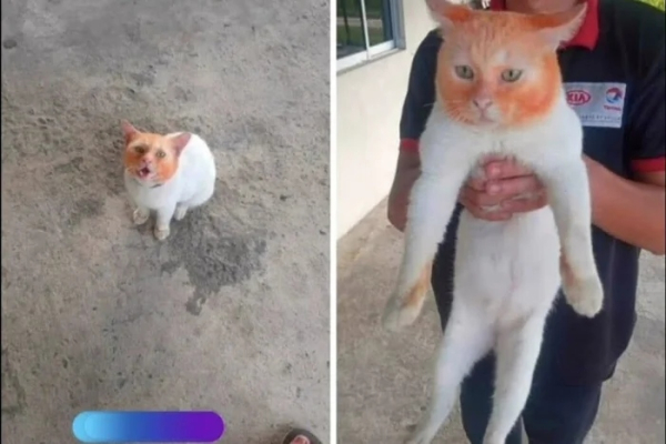 Минута отдыха Кошачьи хулиганы и случаи, когда терпение хозяев на грани Животные 