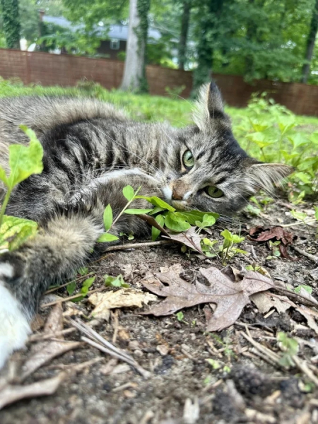 Минута отдыха Эти коты точно знают, как правильно распорядиться своим временем Животные Минута отдыха Эти коты точно знают, как правильно распорядиться своим временем Животные