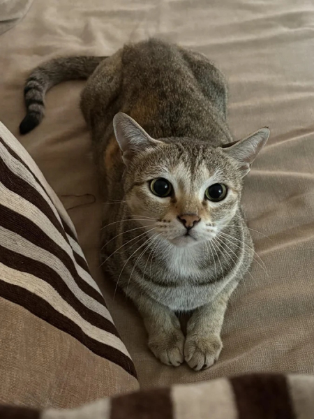 Минута отдыха Чем занимаются котики, когда на них находит вдохновение Животные Минута отдыха Чем занимаются котики, когда на них находит вдохновение Животные