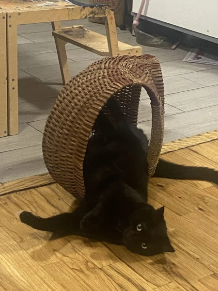 Минута отдыха Чем занимаются котики, когда на них находит вдохновение Животные Минута отдыха Чем занимаются котики, когда на них находит вдохновение Животные