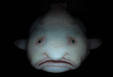 Минута отдыха Рыба-капля: морской обитатель с лицом грустного старика Интересное 