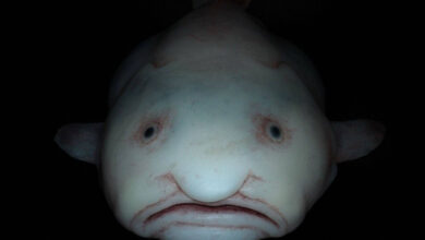 Минута отдыха Рыба-капля: морской обитатель с лицом грустного старика Интересное 