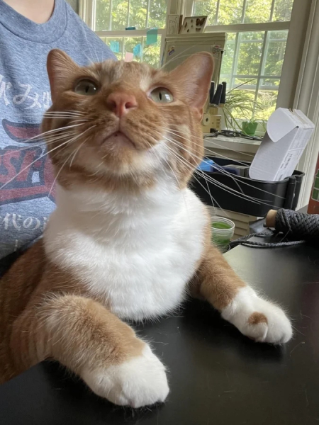 Минута отдыха Эти коты точно знают, как правильно распорядиться своим временем Животные Минута отдыха Эти коты точно знают, как правильно распорядиться своим временем Животные