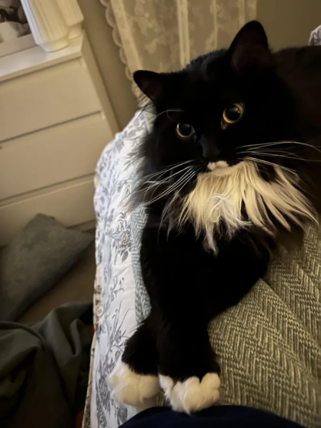 Минута отдыха Эти коты точно знают, как правильно распорядиться своим временем Животные Минута отдыха Эти коты точно знают, как правильно распорядиться своим временем Животные