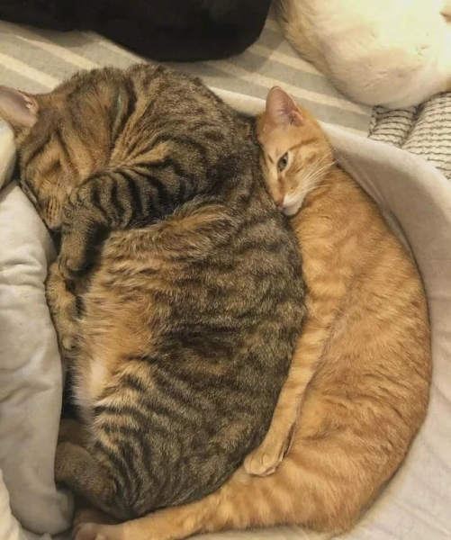 Минута отдыха Чем занимаются котики, когда на них находит вдохновение Животные Минута отдыха Чем занимаются котики, когда на них находит вдохновение Животные