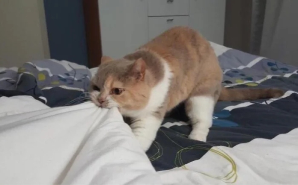 Минута отдыха Кошачьи хулиганы и случаи, когда терпение хозяев на грани Животные 