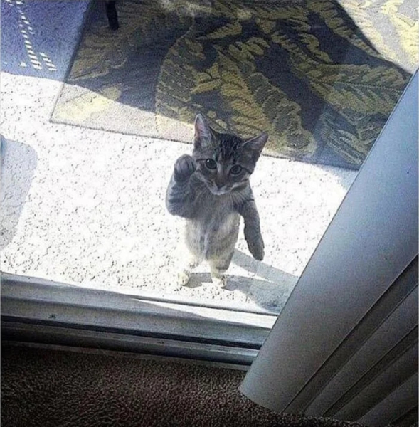 Минута отдыха Артистизм питомцев, которые умоляют дать им вернуться домой Животные 