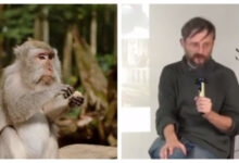 Минута отдыха Не кормите диких обезьян Интересное 