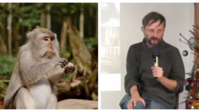 Минута отдыха Не кормите диких обезьян Интересное 