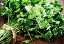 Минута отдыха Почему кинза вызывает противоположные эмоции у людей из разных стран? Интересное 