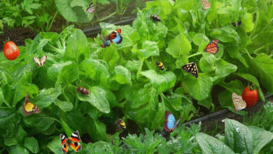 Минута отдыха Кто из букашек арендовал вашу дачу до весны и как их выселить Сад огород 