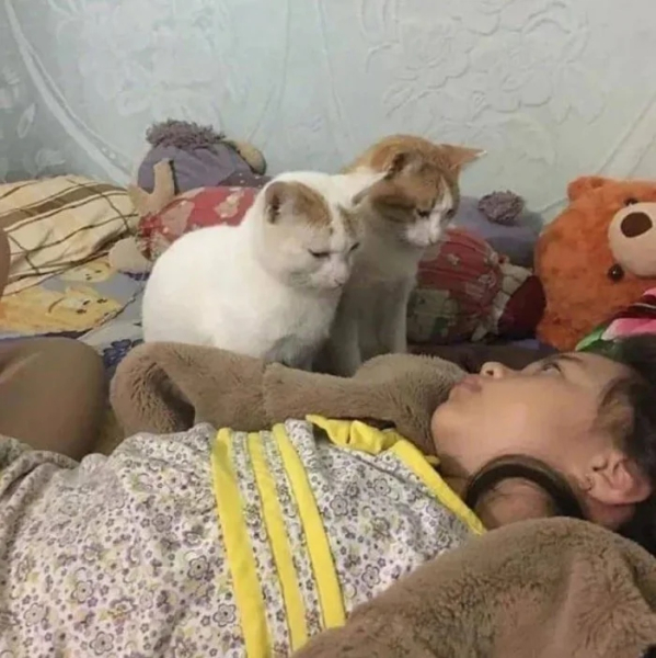 Минута отдыха Кошачьи хулиганы и случаи, когда терпение хозяев на грани Животные 