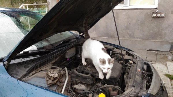 Минута отдыха Снимки котиков-сотрудников, освоивших разнообразные профессии Животные 