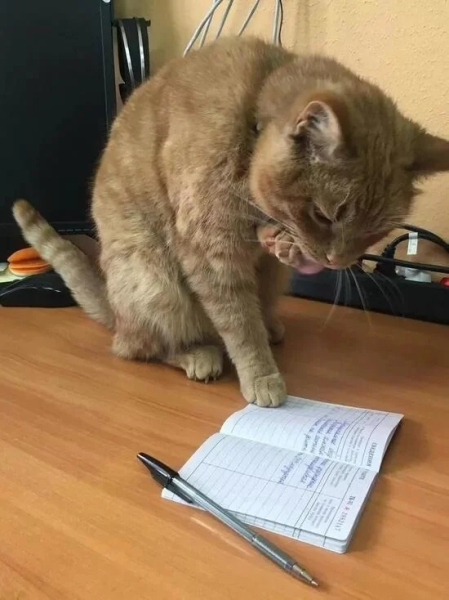 Минута отдыха Снимки котиков-сотрудников, освоивших разнообразные профессии Животные 