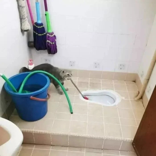 Минута отдыха Снимки котиков-сотрудников, освоивших разнообразные профессии Животные 