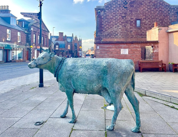 Минута отдыха Турра Ку – бурёнка, ставшая символом сопротивления Интересное Минута отдыха Турра Ку – бурёнка, ставшая символом сопротивления Интересное