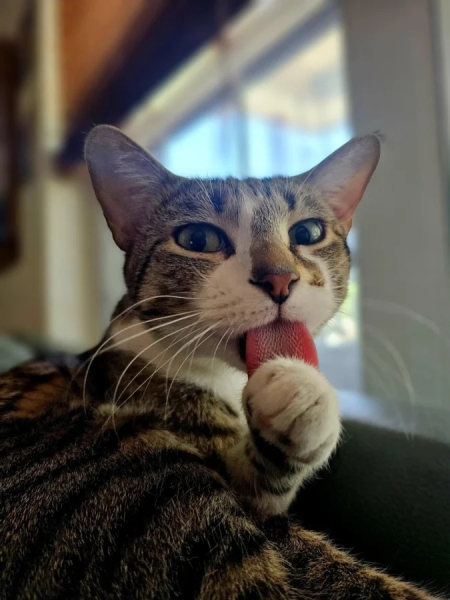 Минута отдыха Чем занимаются котики, когда на них находит вдохновение Животные Минута отдыха Чем занимаются котики, когда на них находит вдохновение Животные