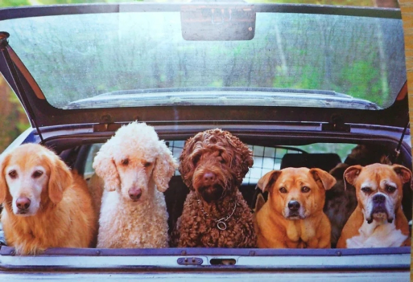 Минута отдыха Пёсели и их друзья в летнем путешествии мечты на автомобиле Животные Минута отдыха Пёсели и их друзья в летнем путешествии мечты на автомобиле Животные