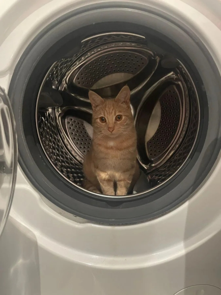 Минута отдыха Коты — настоящие загадки природы и самые странные создания на планете Животные Минута отдыха Коты — настоящие загадки природы и самые странные создания на планете Животные