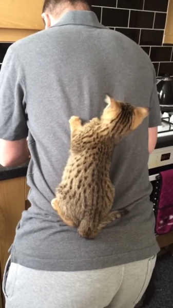 Минута отдыха Кошачьи хулиганы и случаи, когда терпение хозяев на грани Животные 