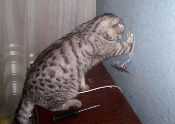 Минута отдыха Снимки котиков-сотрудников, освоивших разнообразные профессии Животные 