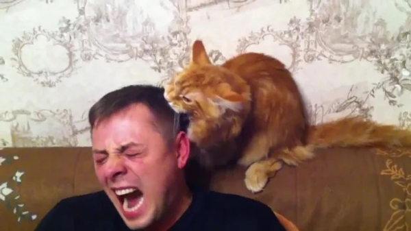 Минута отдыха Кошачьи хулиганы и случаи, когда терпение хозяев на грани Животные 