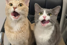 Минута отдыха Эти коты точно знают, как правильно распорядиться своим временем Животные 