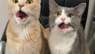 Минута отдыха Эти коты точно знают, как правильно распорядиться своим временем Животные Минута отдыха Эти коты точно знают, как правильно распорядиться своим временем Животные