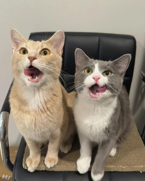 Минута отдыха Эти коты точно знают, как правильно распорядиться своим временем Животные Минута отдыха Эти коты точно знают, как правильно распорядиться своим временем Животные