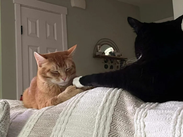 Минута отдыха Чем занимаются котики, когда на них находит вдохновение Животные Минута отдыха Чем занимаются котики, когда на них находит вдохновение Животные